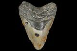 Bargain, Megalodon Tooth - North Carolina #87073-1